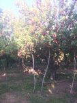 باغ ۴۰۰۰ متری سیب و میوه